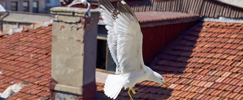 Residential Chimney Animal Removal Solution in Oak Park, IL